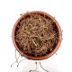 Dried Whole Cherry Tails Stalks (Loose Herbal Tea) - Prunus Cerasus - Superior Quality
