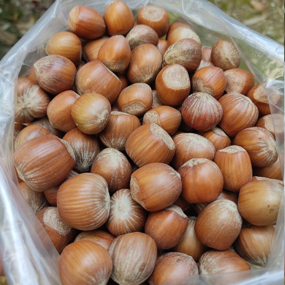 100% Raw Whole Hazelnut in Shell (Corylus Colurna)Superior Quality Fresh-Natural Seeds /Superfood-Nuts/ Herbs-Spices