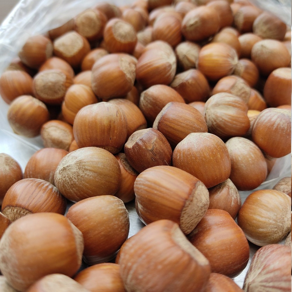 100% Raw Whole Hazelnut in Shell (Corylus Colurna)Superior Quality Fresh-Natural Seeds /Superfood-Nuts/ Herbs-Spices