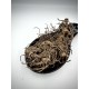 Butcher's Broom Whole Root Rhizoma Herb Herbal Tea - Ruscus aculeatus - Superior QualityHerbs&Roots
