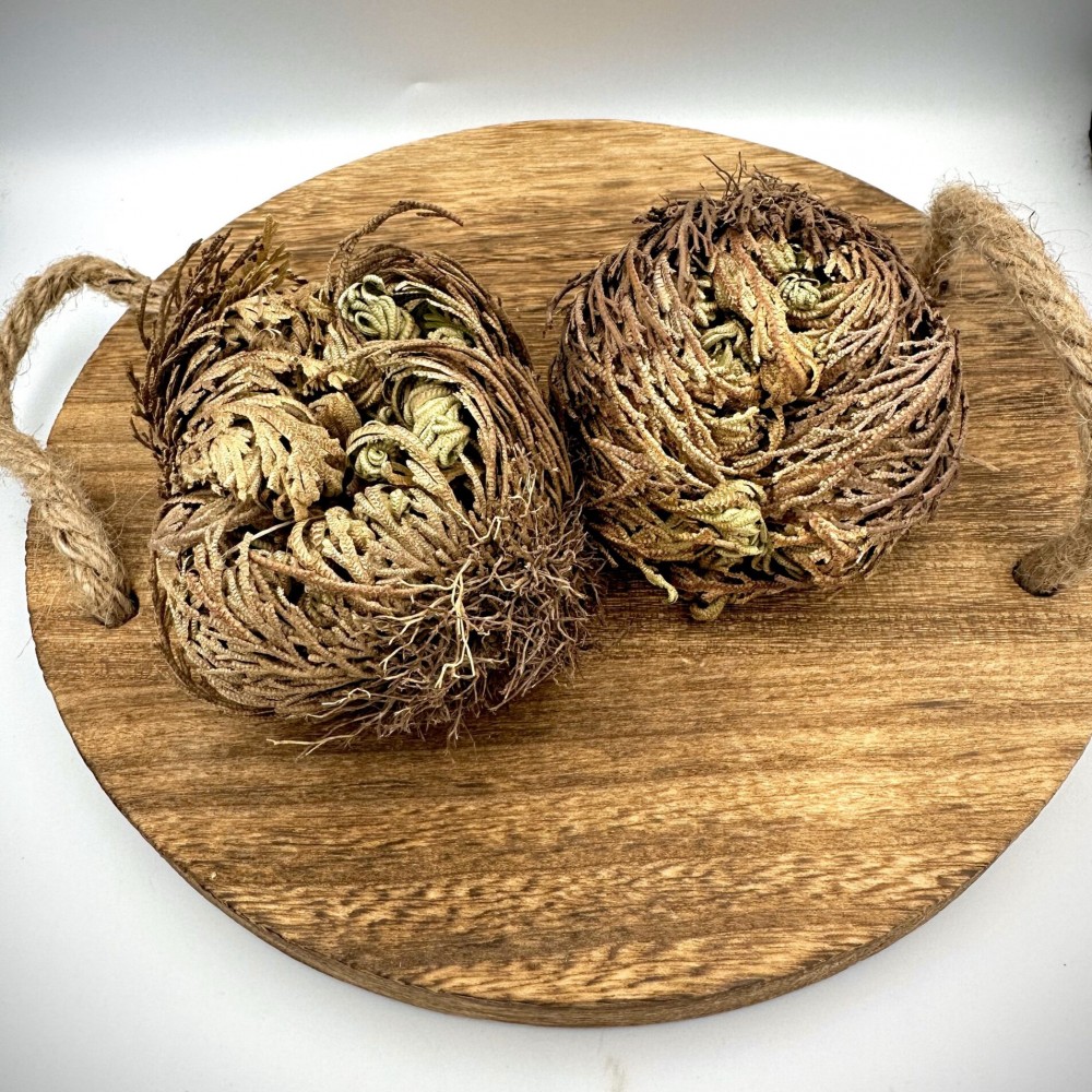 Rose of Jericho Resurrection Flower Jericho Rose Dried Whole Plant - Selaginella Lepidophylla | Superior Quality Herbs & Spices