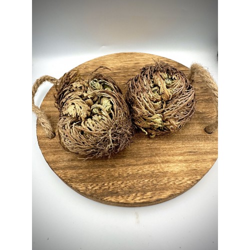 Rose of Jericho Resurrection Flower Jericho Rose Dried Whole Plant - Selaginella Lepidophylla | Superior Quality Herbs & Spices